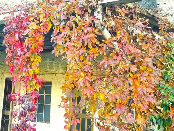 casa indipendente in vendita a Cartigliano