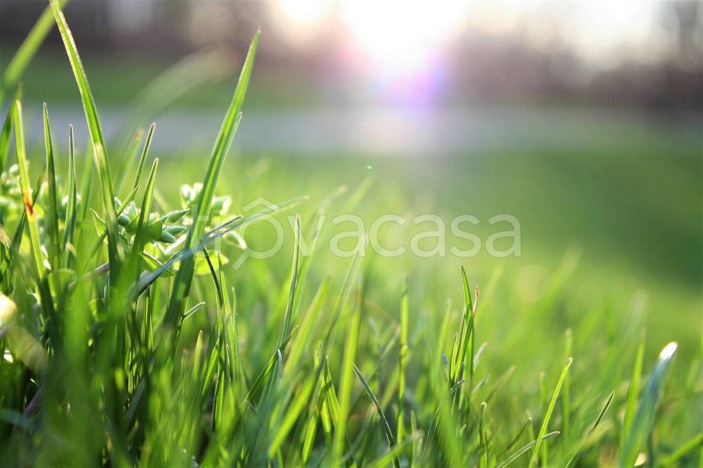 terreno agricolo in vendita a Cassola