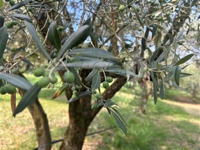 terreno agricolo in vendita a Castegnero