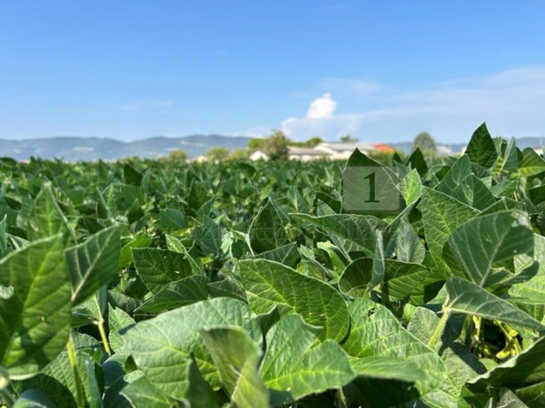 appartamento in vendita a Castegnero