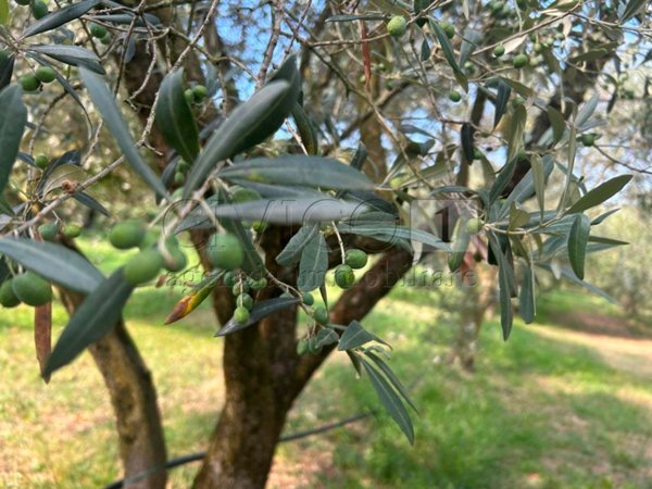 terreno agricolo in vendita a Castegnero