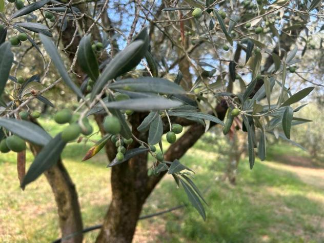 terreno agricolo in vendita a Castegnero