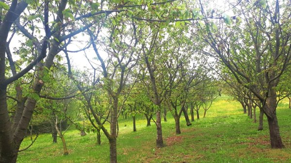terreno agricolo in vendita a Castegnero