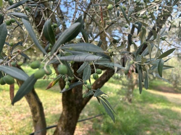 terreno agricolo in vendita a Castegnero