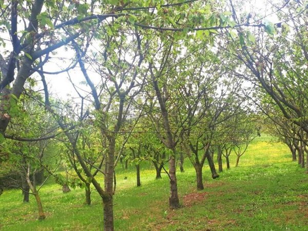 terreno agricolo in vendita a Castegnero
