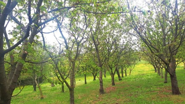 terreno agricolo in vendita a Castegnero