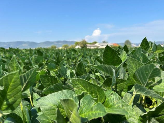 terreno agricolo in vendita a Castegnero