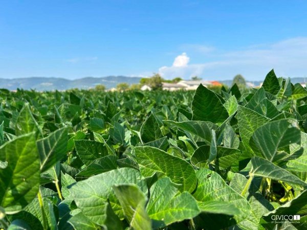 terreno agricolo in vendita a Castegnero in zona Castegnero