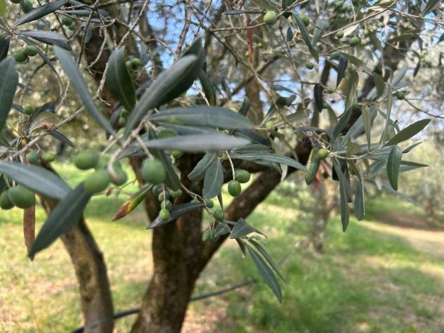 terreno agricolo in vendita a Castegnero