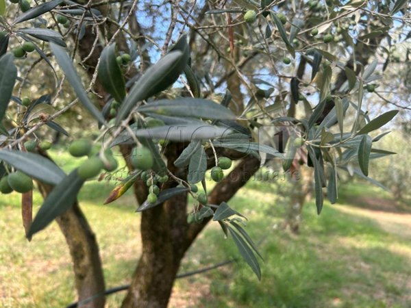 monolocale in vendita a Castegnero