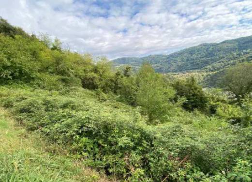 terreno agricolo in vendita a Chiampo