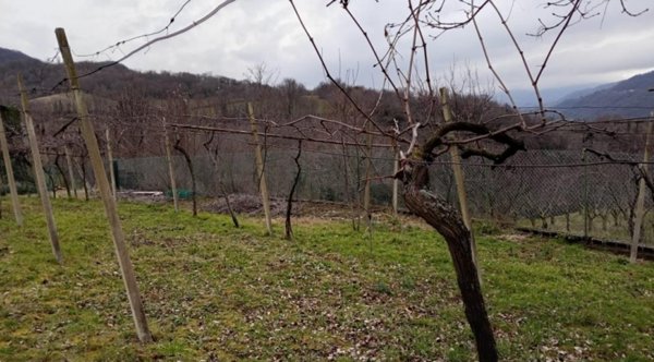 terreno agricolo in vendita a Chiampo