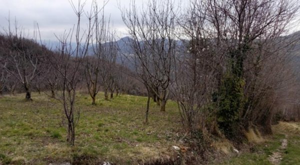 terreno agricolo in vendita a Chiampo