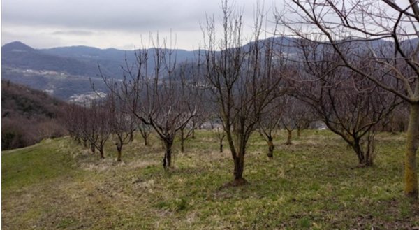 terreno in vendita a Chiampo