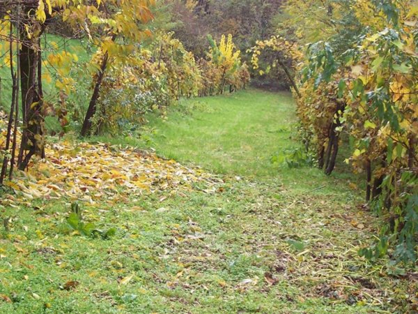 terreno agricolo in vendita a Chiuppano