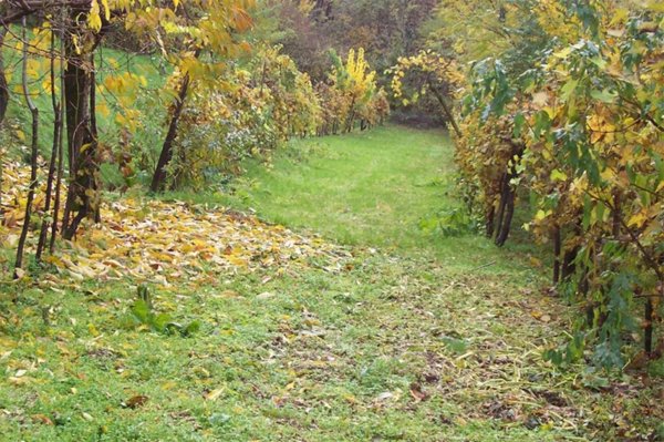 villa in vendita a Chiuppano