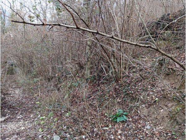 negozio in vendita a Cogollo del Cengio