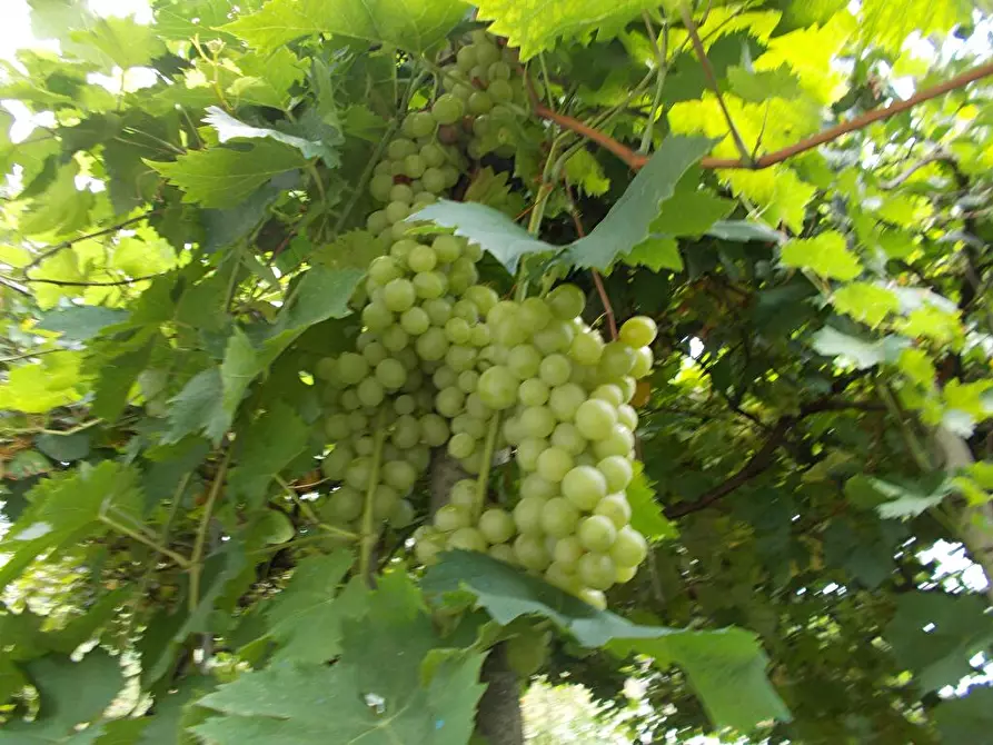 terreno edificabile in vendita a Dueville