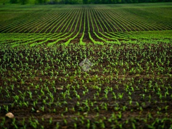 terreno agricolo in vendita a Dueville