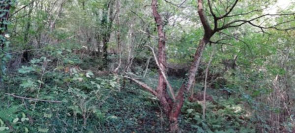 terreno agricolo in vendita a Fara Vicentino