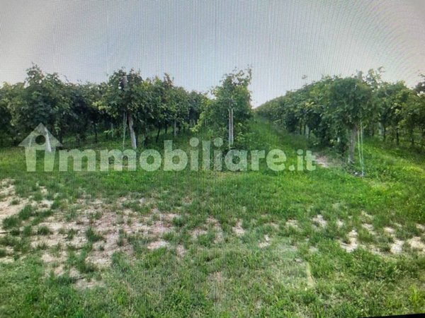 terreno agricolo in vendita a Gambellara