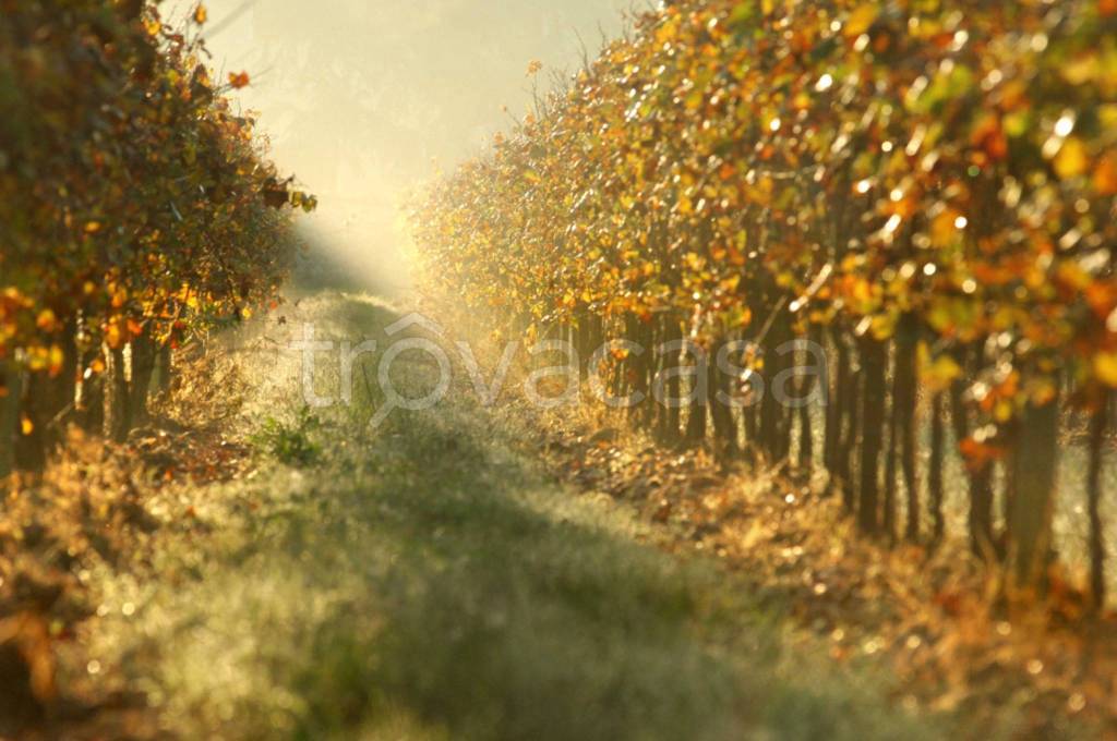terreno agricolo in vendita a Gambellara