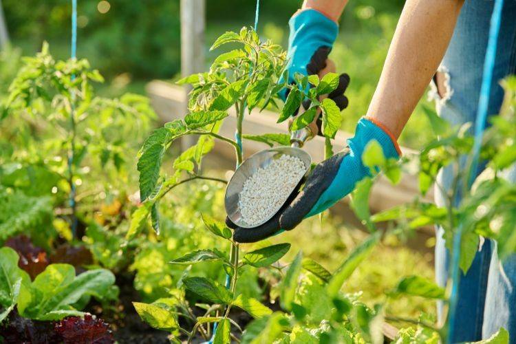 terreno agricolo in vendita a Grisignano di Zocco