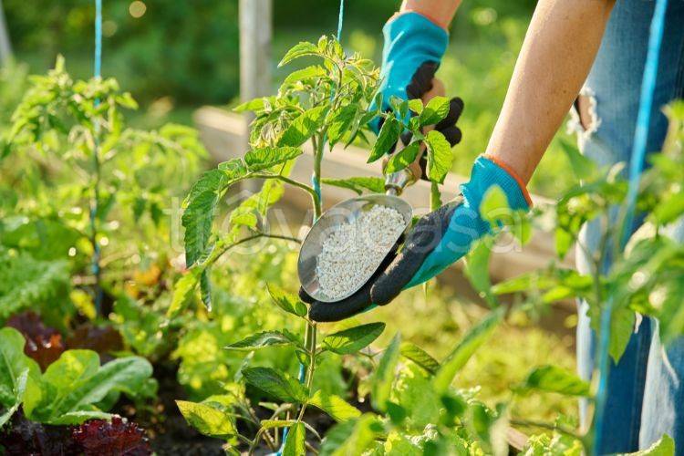 terreno agricolo in vendita a Grisignano di Zocco in zona Poiana di Granfion