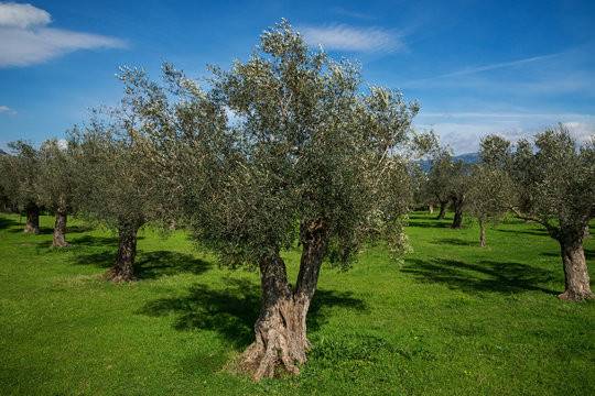 terreno agricolo in vendita ad Isola Vicentina in zona Castelnovo