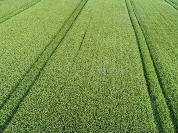 terreno agricolo in vendita ad Isola Vicentina in zona Castelnovo