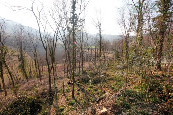 pentavano in vendita ad Isola Vicentina in zona Castelnovo
