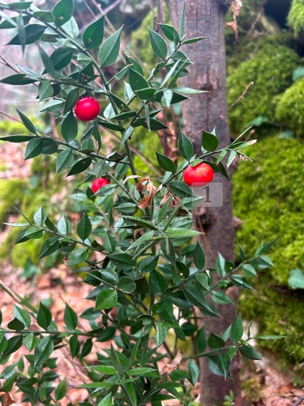 terreno agricolo in vendita a Longare in zona Lumignano