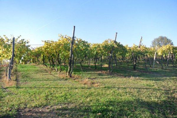 terreno agricolo in vendita a Lonigo