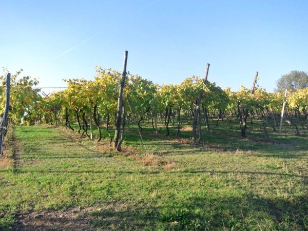 terreno agricolo in vendita a Lonigo