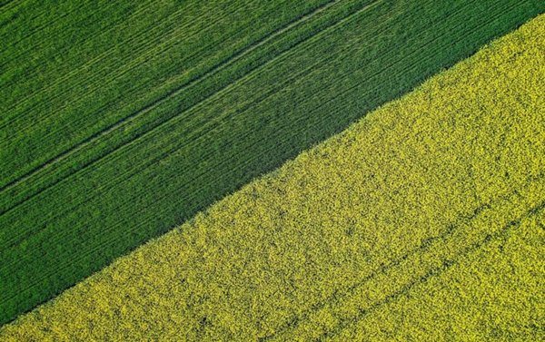 terreno agricolo in vendita a Lonigo
