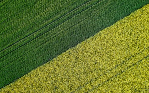 terreno agricolo in vendita a Lonigo