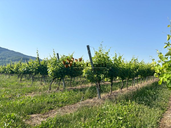 terreno agricolo in vendita a Lonigo