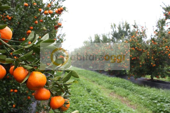 terreno agricolo in vendita a Marostica