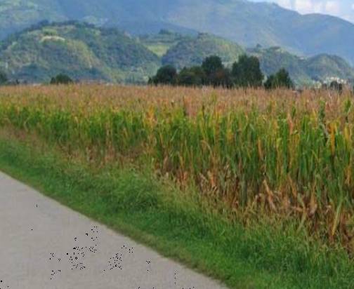 terreno agricolo in vendita a Marostica