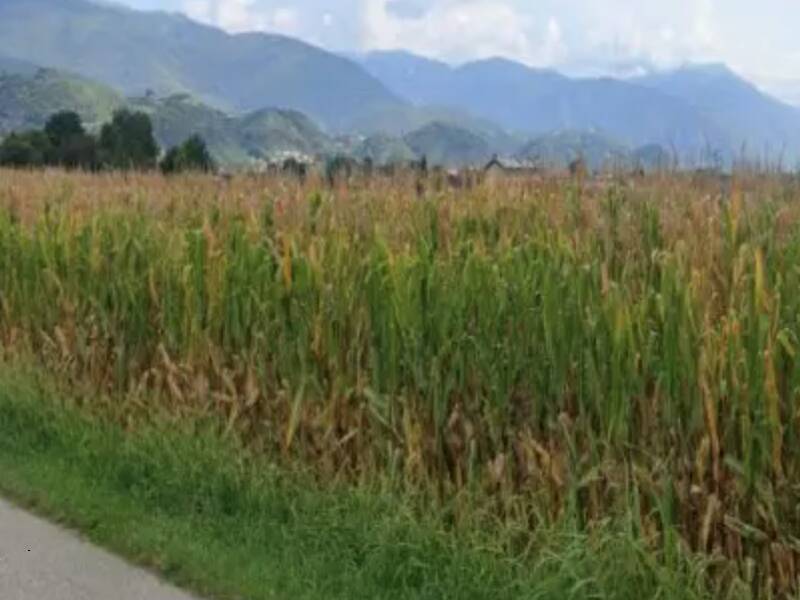 terreno agricolo in vendita a Marostica