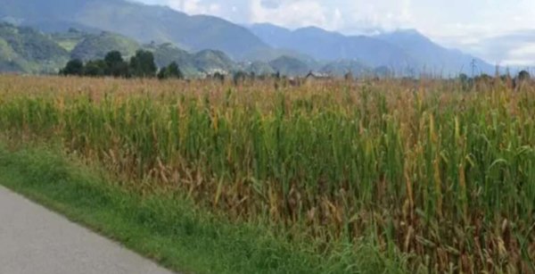 terreno agricolo in vendita a Marostica