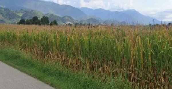 terreno agricolo in vendita a Marostica