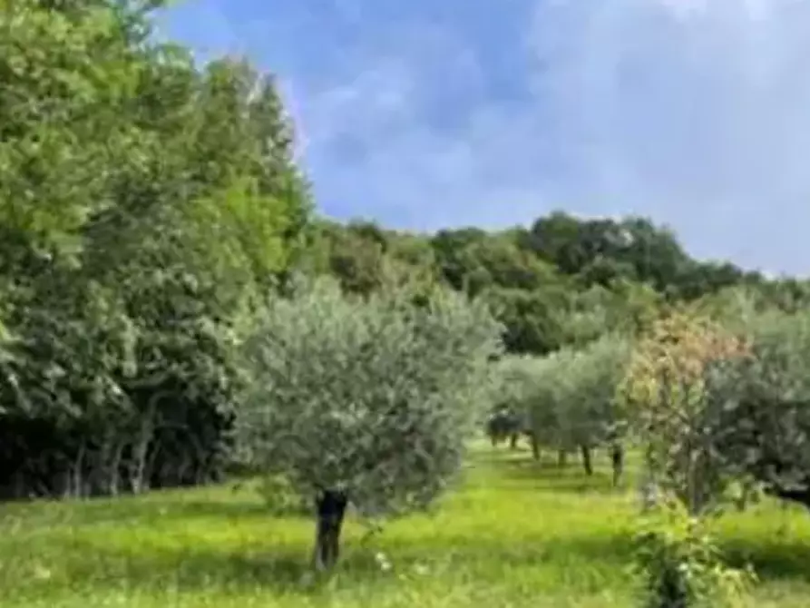 terreno agricolo in vendita a Marostica