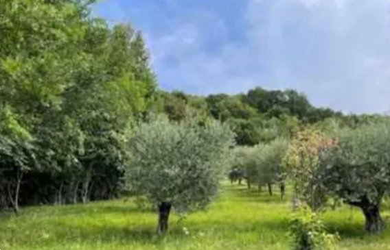 terreno agricolo in vendita a Marostica