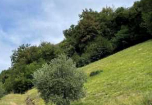 terreno agricolo in vendita a Marostica in zona Vallonara
