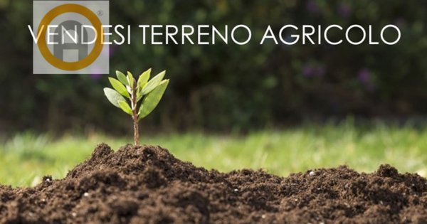 azienda agricola in vendita a Marostica