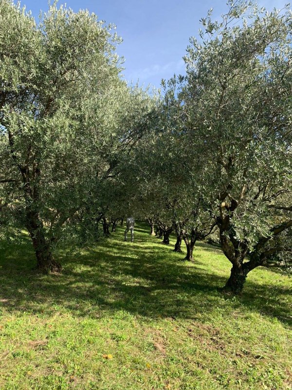 terreno in vendita a Marostica in zona Valle San Floriano
