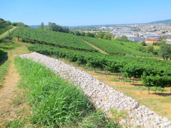 terreno agricolo in vendita a Montecchio Maggiore