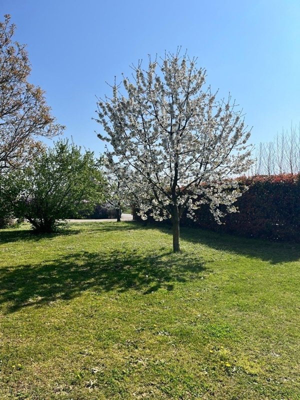 casa indipendente in vendita a Montecchio Precalcino in zona Levà