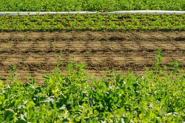 terreno agricolo in vendita a Monticello Conte Otto in zona Cavazzale